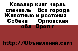 Кавалер кинг чарль спаниель - Все города Животные и растения » Собаки   . Орловская обл.,Орел г.